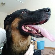 coyguy