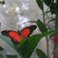 redbutterfly