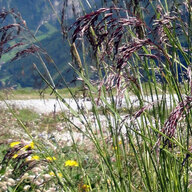 poa.alpina