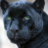 panther123321