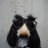 Lapdog6795
