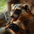 SmokingCivet