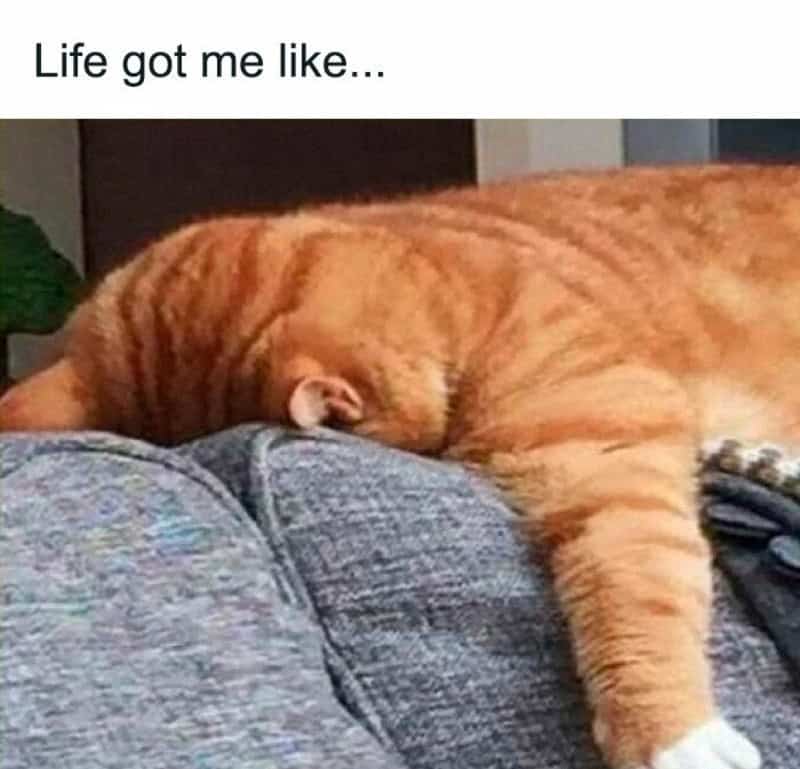 lazy-cat-memes-2-25-26-6.jpg