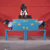 magic dachshund GIF