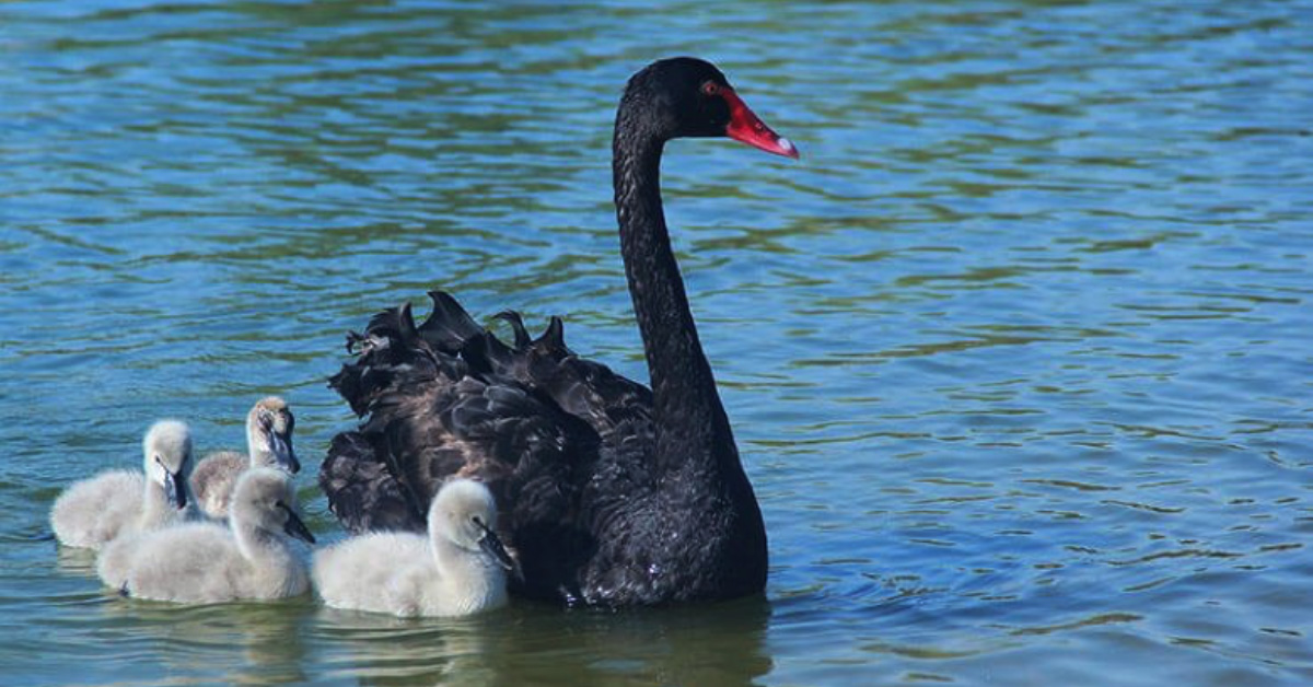 Black_swans_blog_0521.jpg