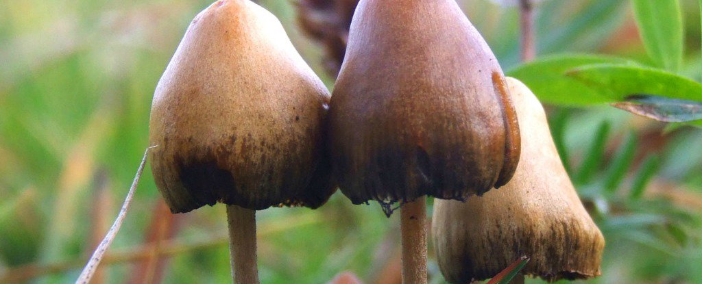 www.sciencealert.com