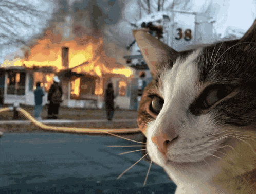 cat-pyroman.gif