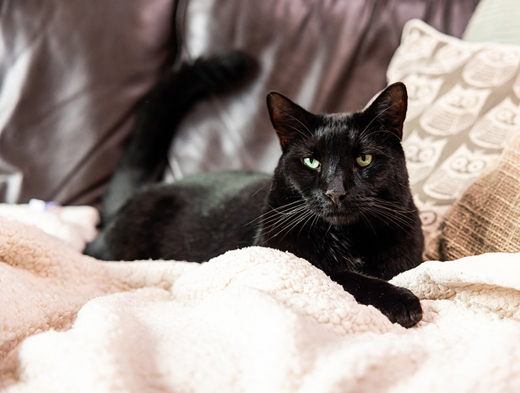 www.cats.org.uk