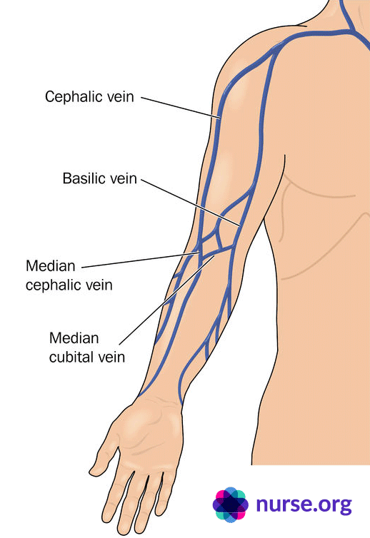 arm-veins-blood-draw-norg.png