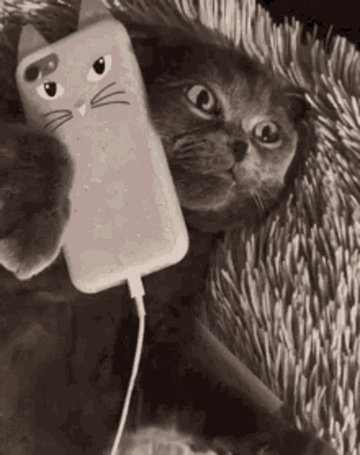 cat.gif