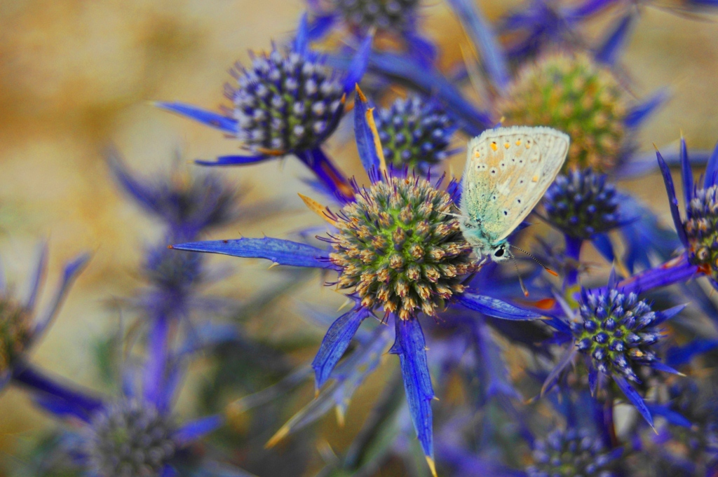 carolinapelvichealth.com