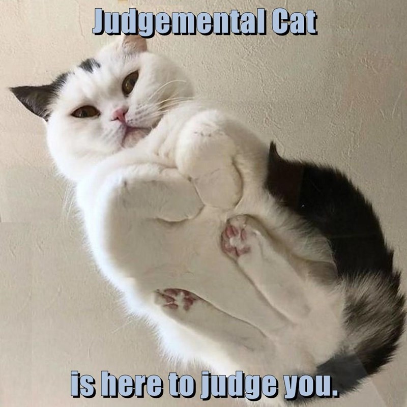 judgemental-cat-is-here-to-judge-you