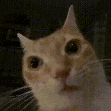 cat.gif