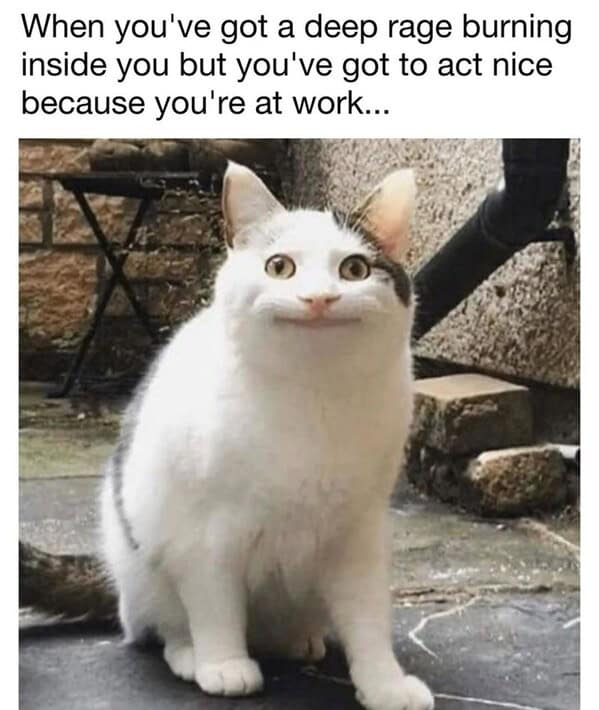 animal-memes-18-20240825.jpg