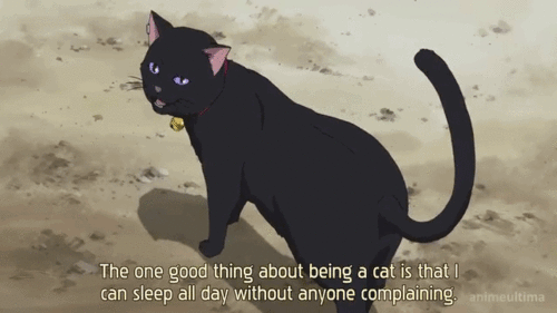 da54fd8a54386273c18c0e69d0d4978f92c0dcb6r1-500-281_hq.gif