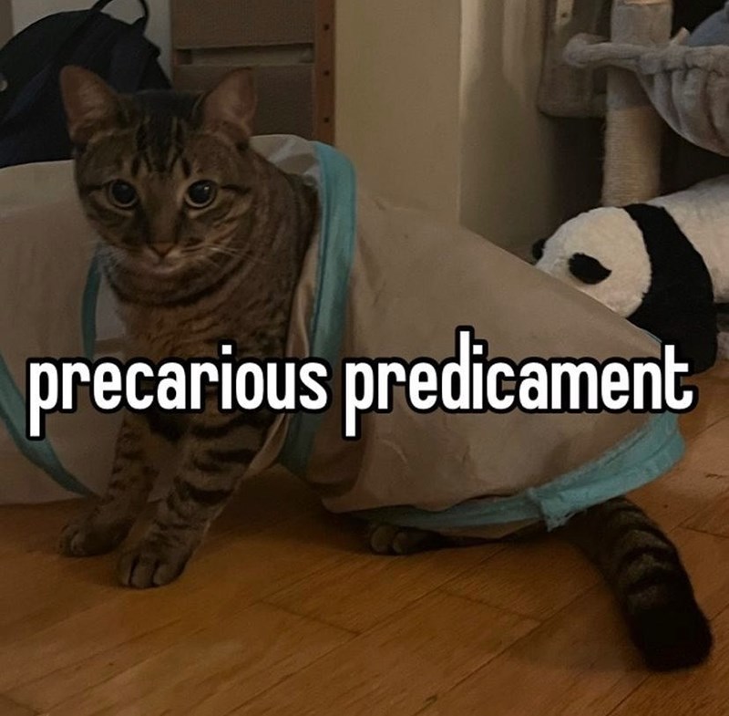 cat-precarious-predicament