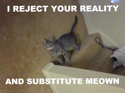 cat-offers-new-reality-funny-cat-pictures