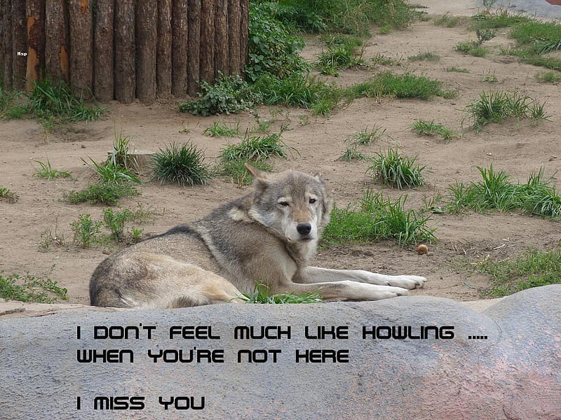 HD-wallpaper-sad-wolf-missed-you-sad-wolf-animal-wisdom.jpg