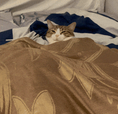 sleepy-cat-cat-sleepy.gif