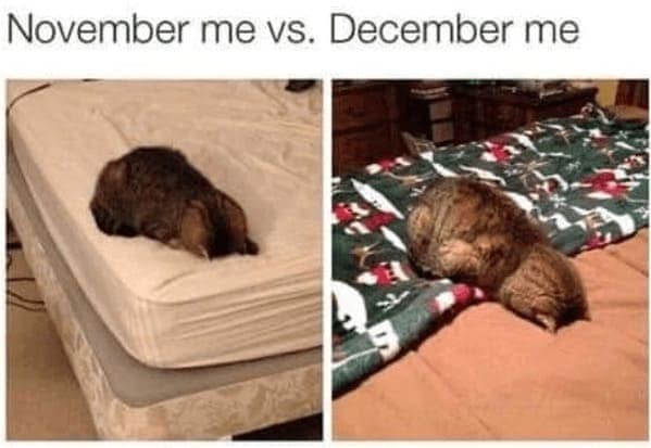 christmas-cat-memes-28-20241216.jpg