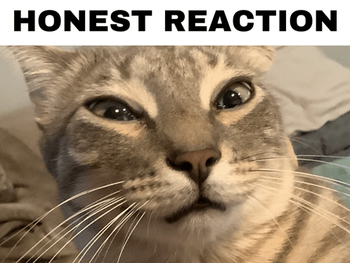 my-honest-reaction-my-honest-reaction-meme.png