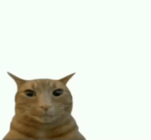 cat-cat-meme.gif